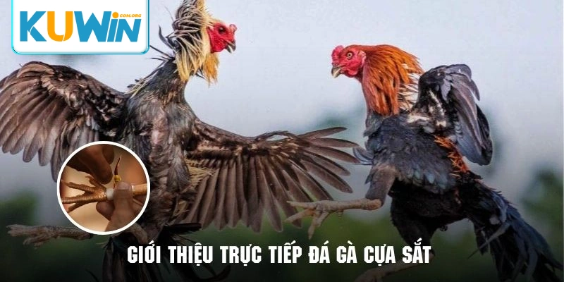 Một vài nét thú vị về hình thức trực tiếp đá gà cựa sắt KU WIN